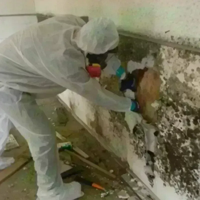 Mold Remediation and Removal in Apollo, PA